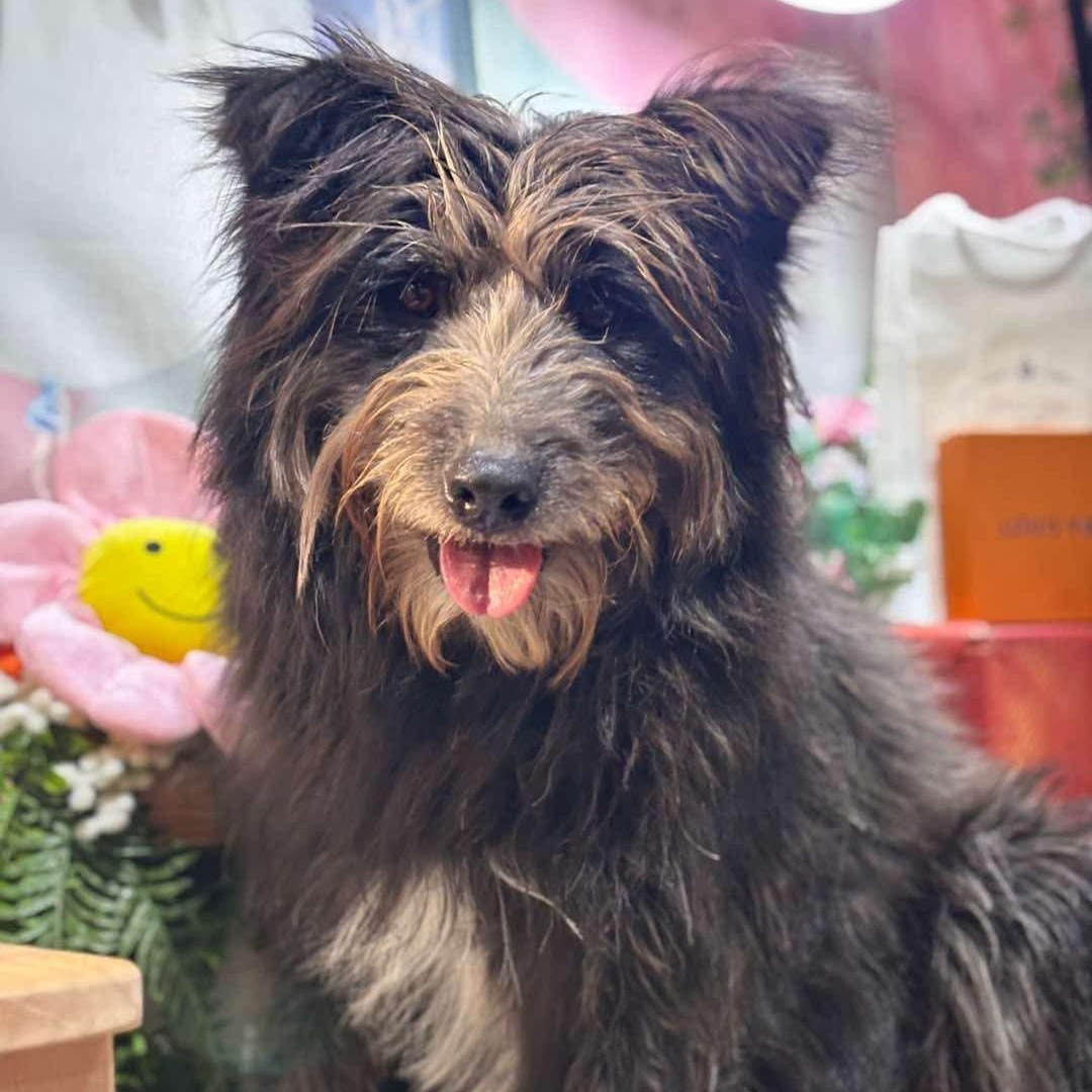 Enlarge Rumple, a Adopted mixed breed in Wakefield, RI image 6/6