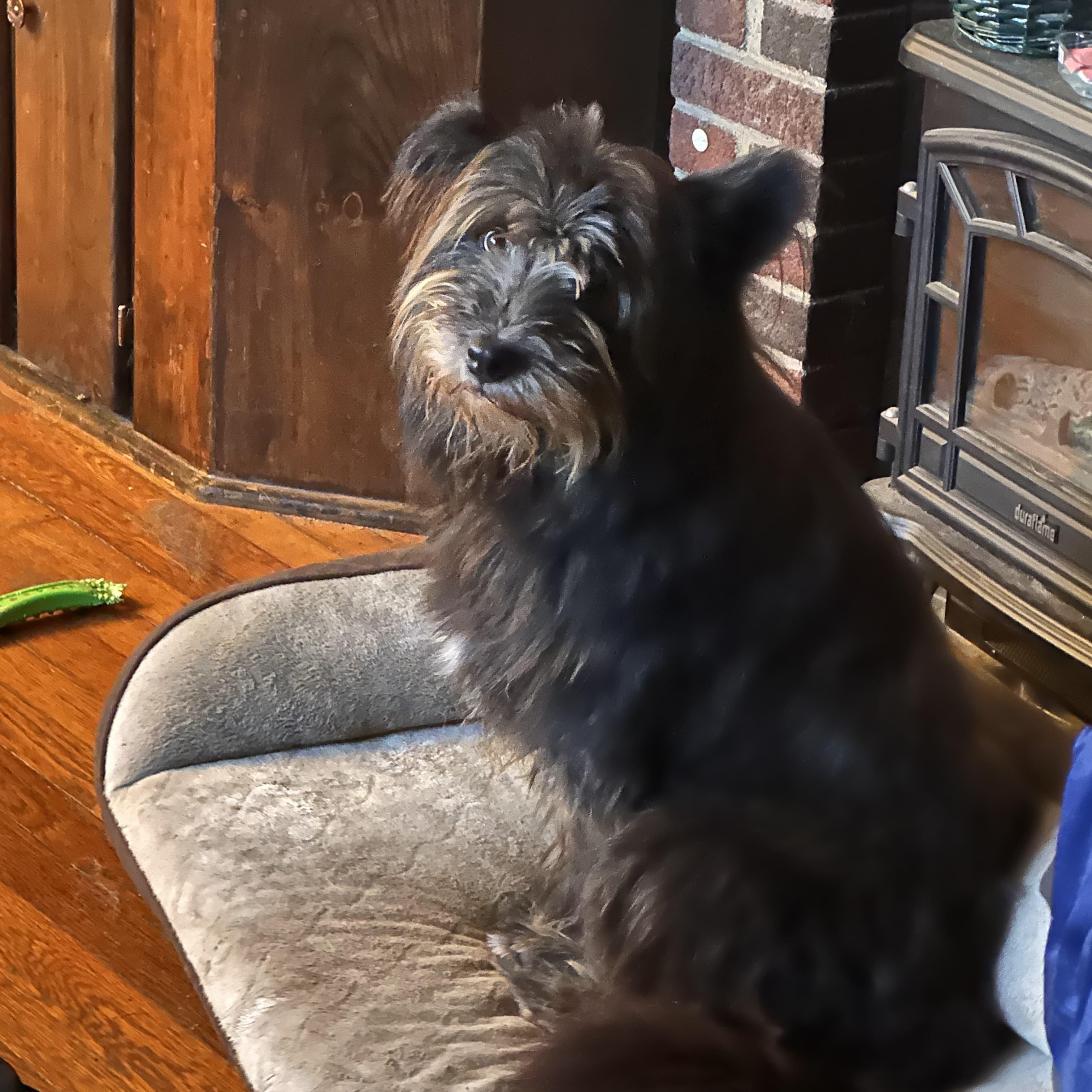 Rumple, Adopted, Adult Male Terrier.