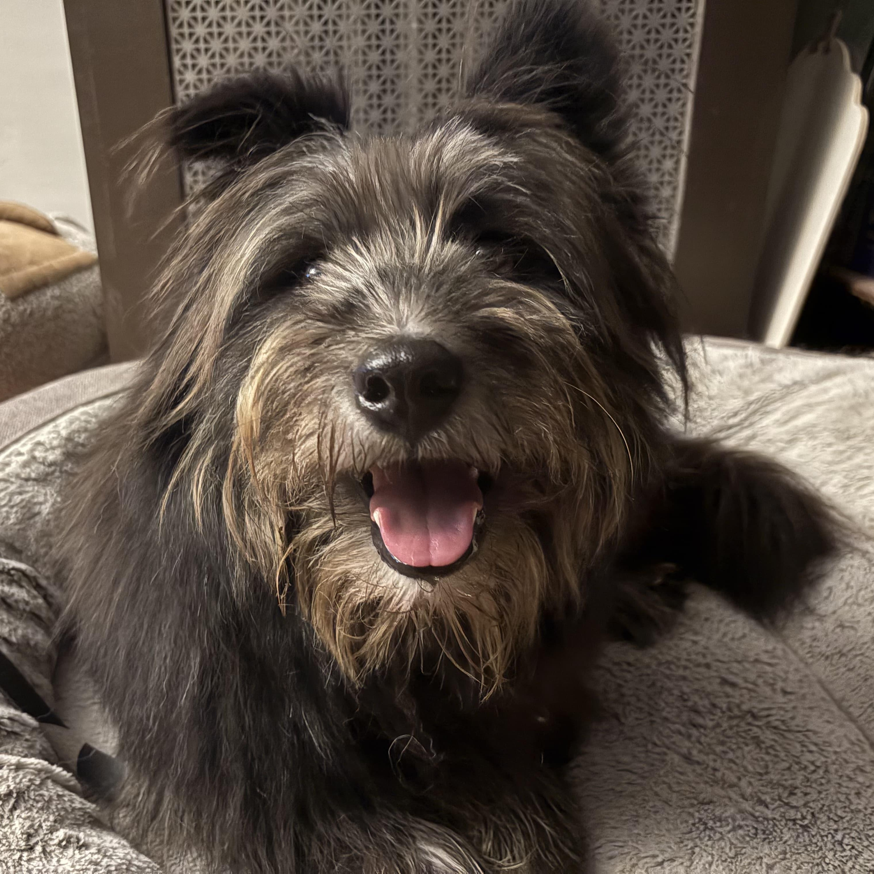 Enlarge Rumple, a Adopted mixed breed in Wakefield, RI image 3/6