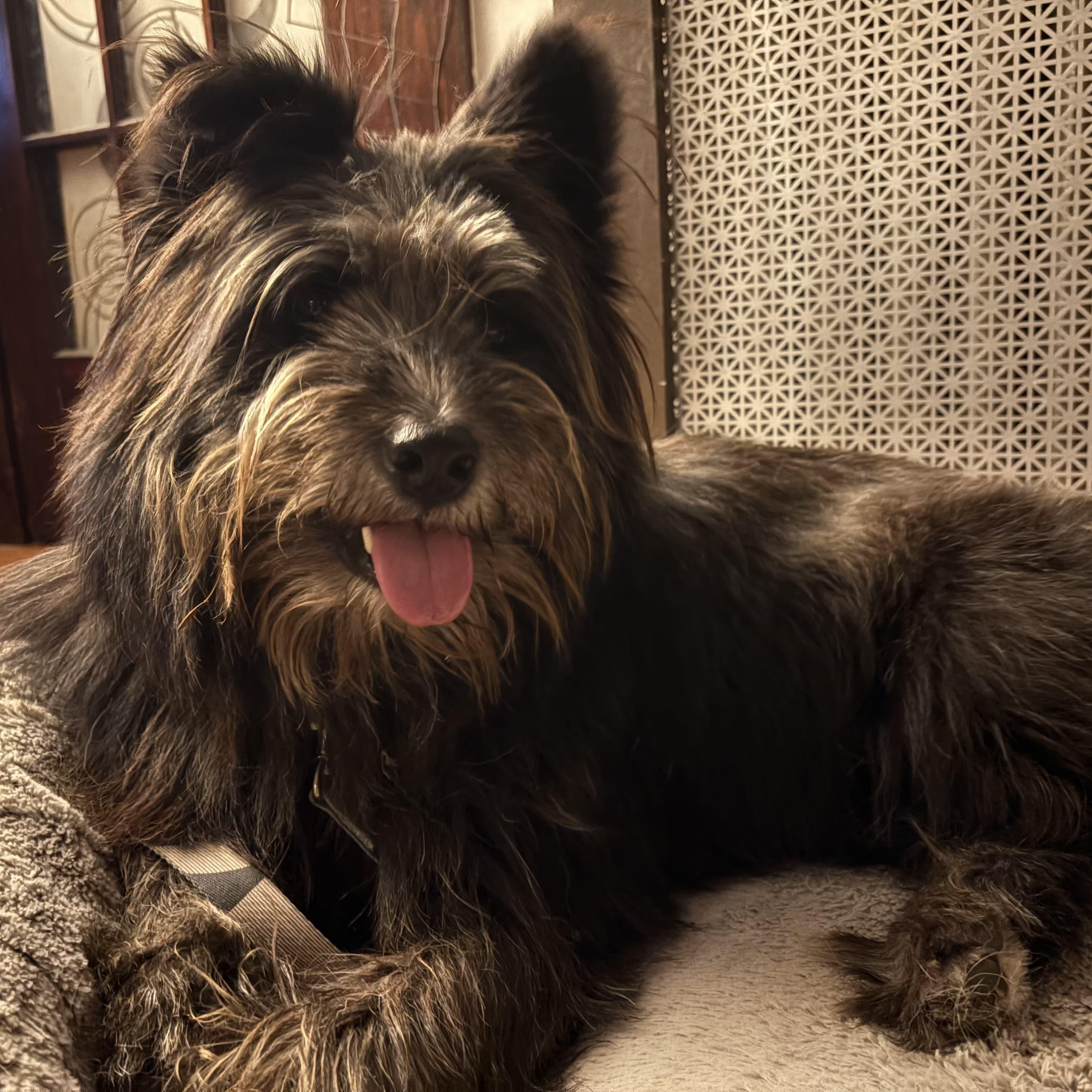 Enlarge Rumple, a Adopted mixed breed in Wakefield, RI image 1/6