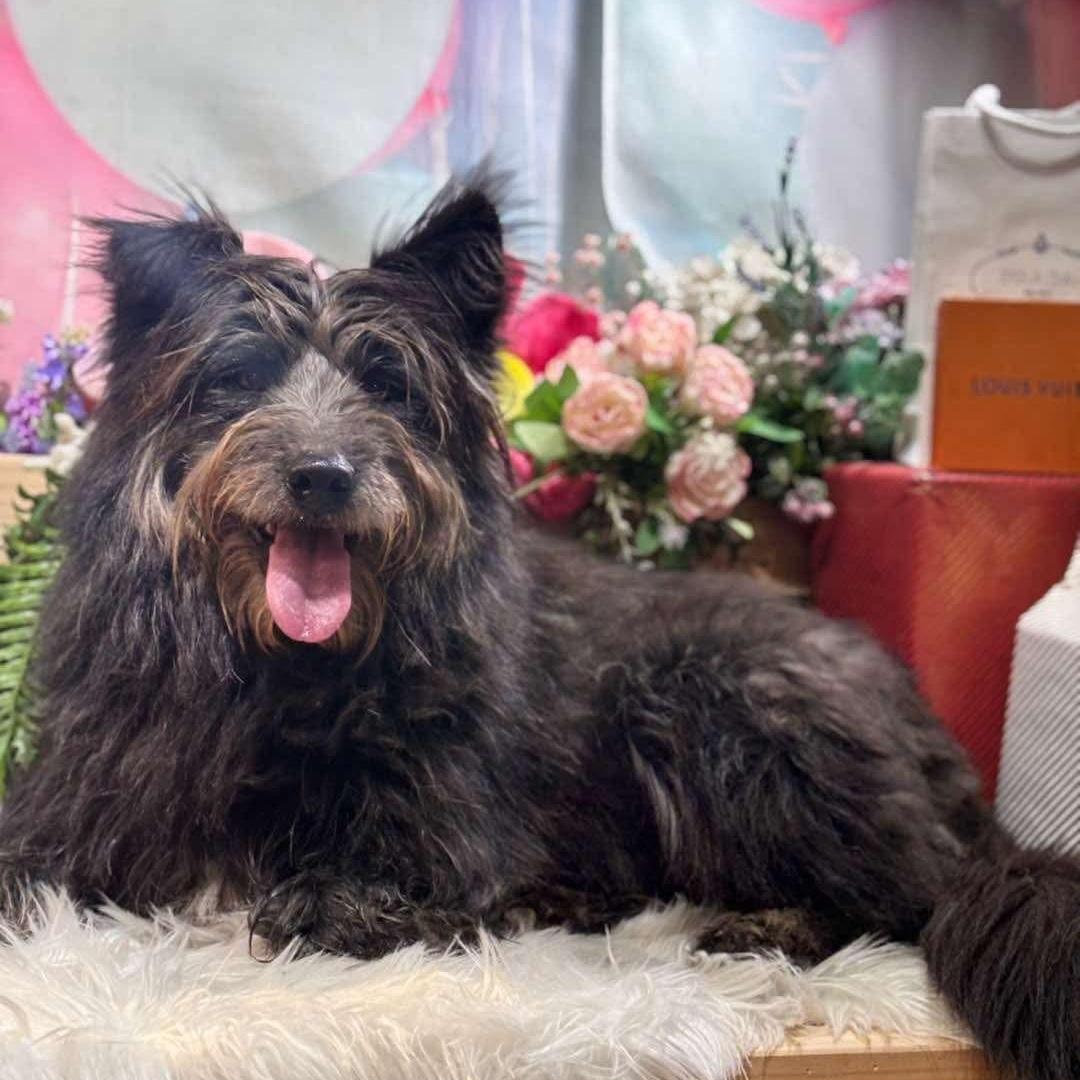 Enlarge Rumple, a Adopted mixed breed in Wakefield, RI image 4/6