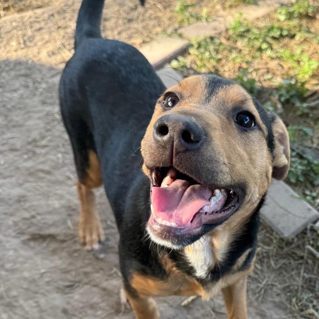 Sargento, a Adoptable mixed breed in Laredo, TX image 1/2