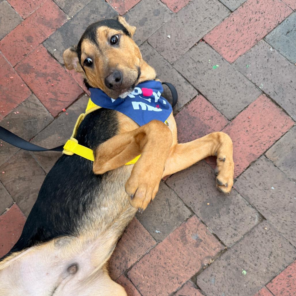 Sargento, Adoptable, Young Male Labrador Retriever & Mixed Breed.
