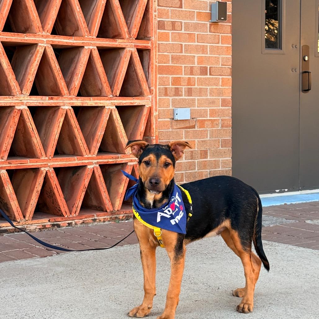 Enlarge Sargento, a Adoptable mixed breed in Laredo, TX image 2/6