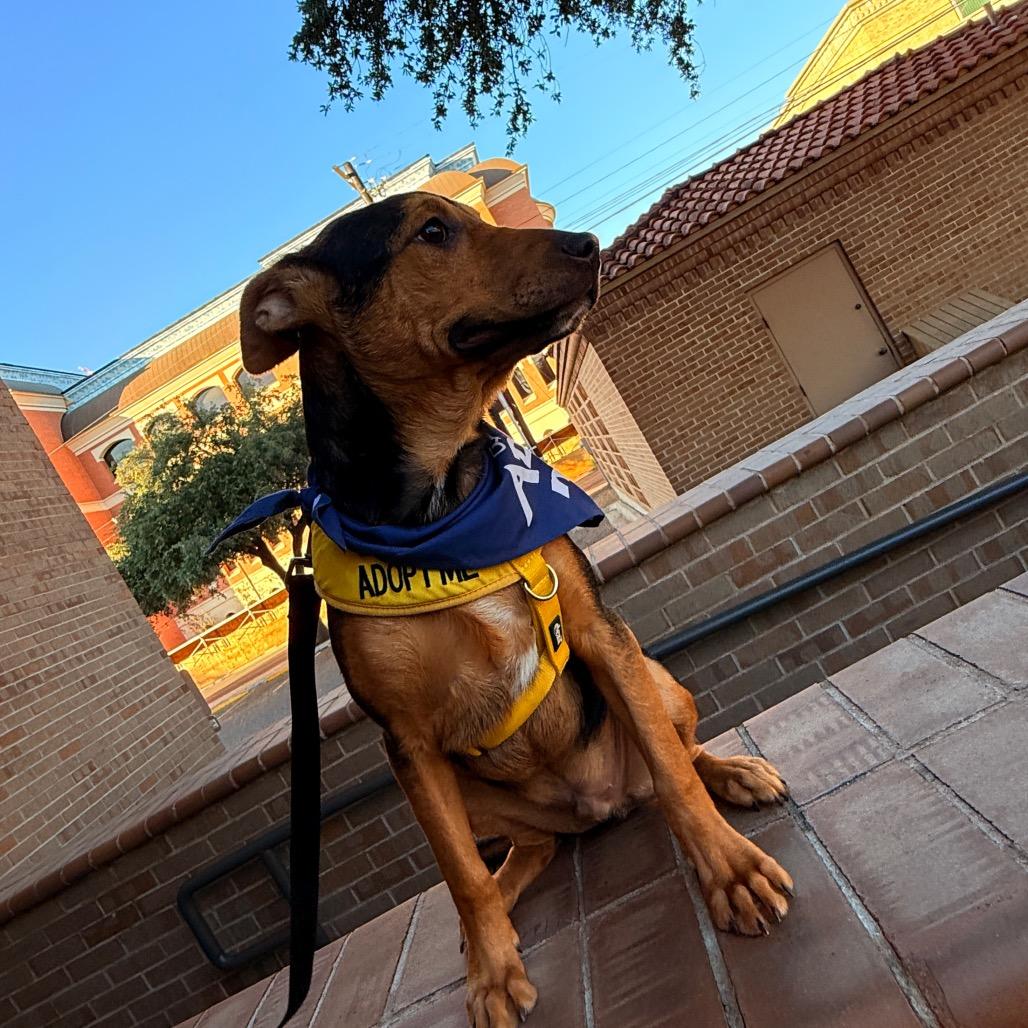 Enlarge Sargento, a Adoptable mixed breed in Laredo, TX image 3/6