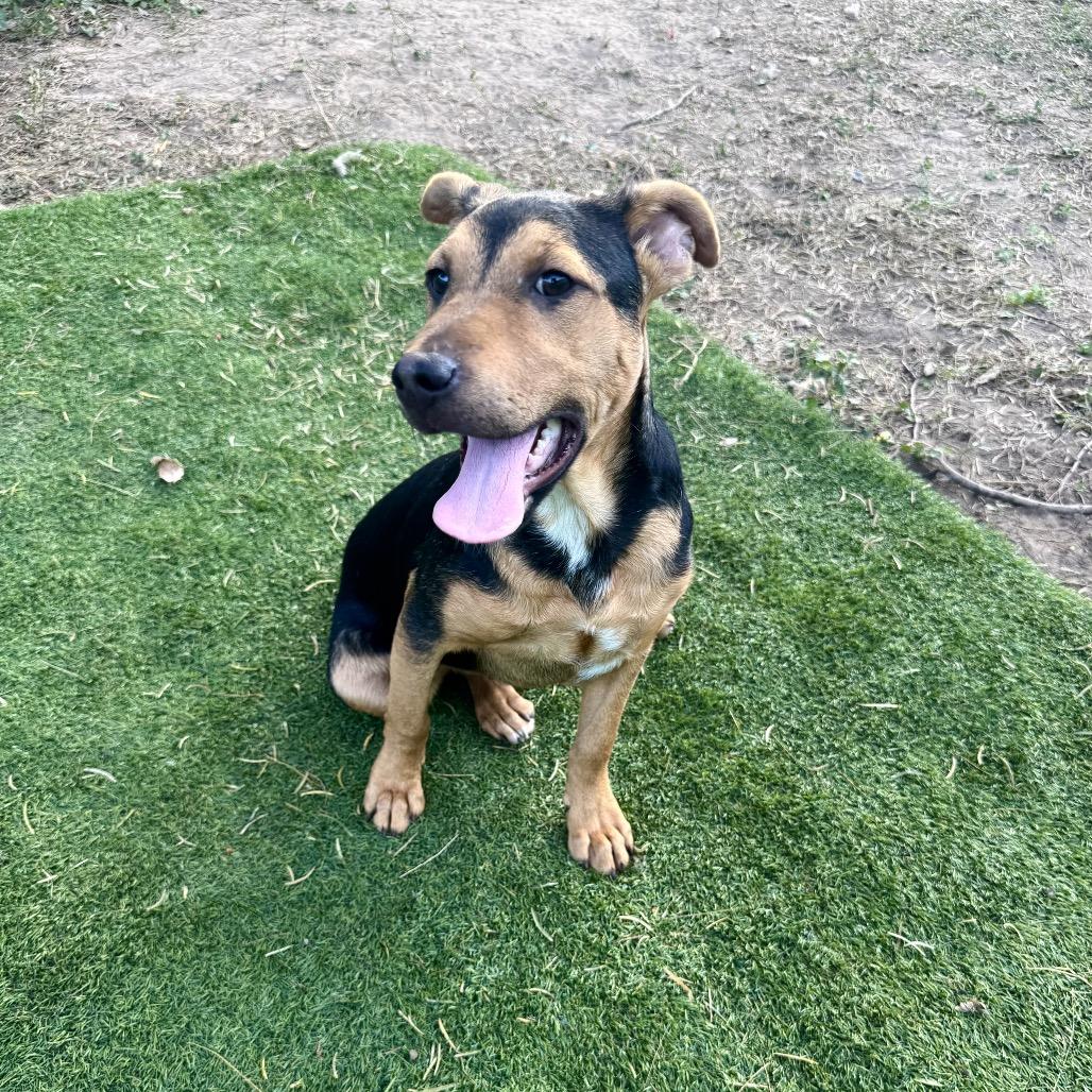 Sargento, a Adoptable mixed breed in Laredo, TX image 2/2