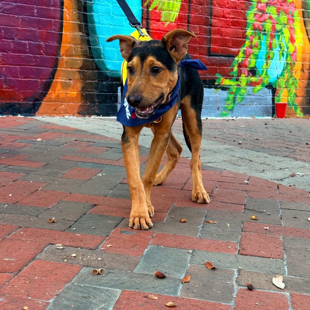 Enlarge Sargento, a Adoptable mixed breed in Laredo, TX image 4/6