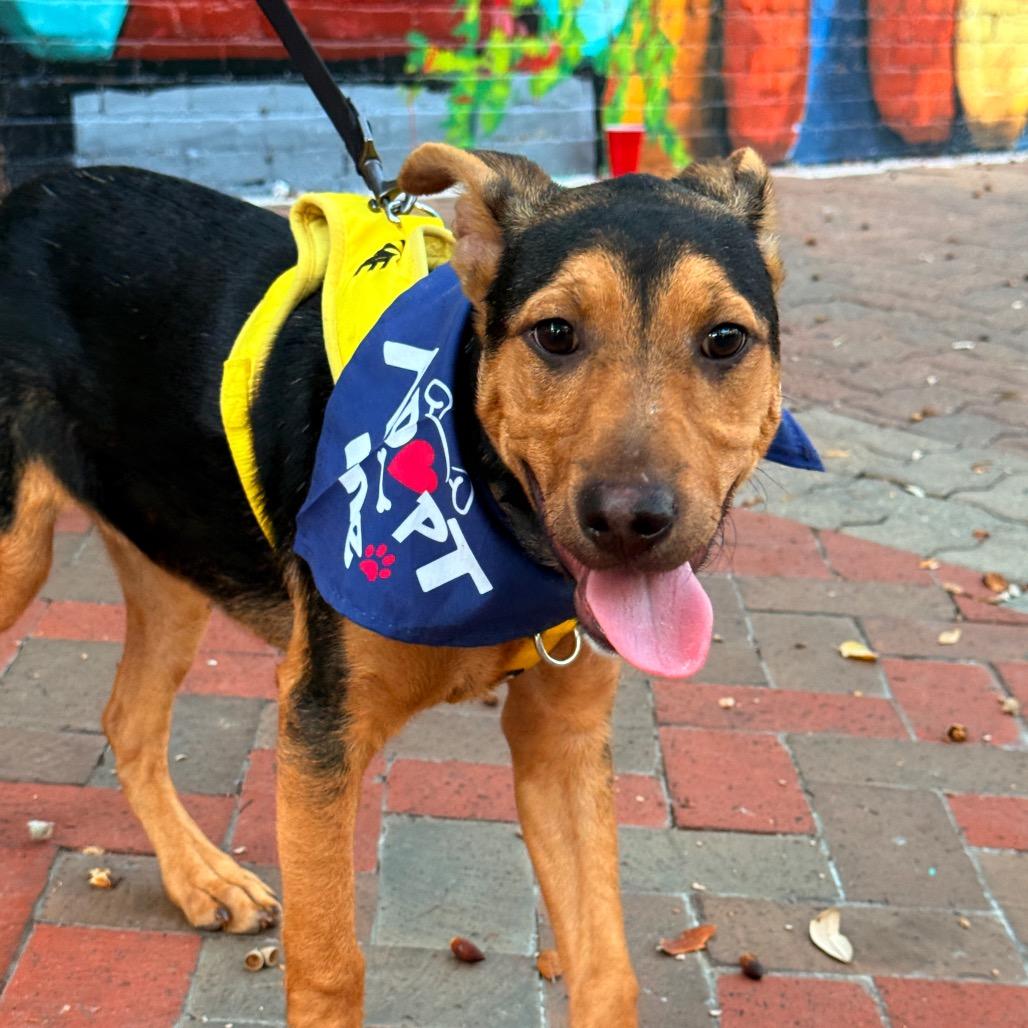 Enlarge Sargento, a Adoptable mixed breed in Laredo, TX image 6/6