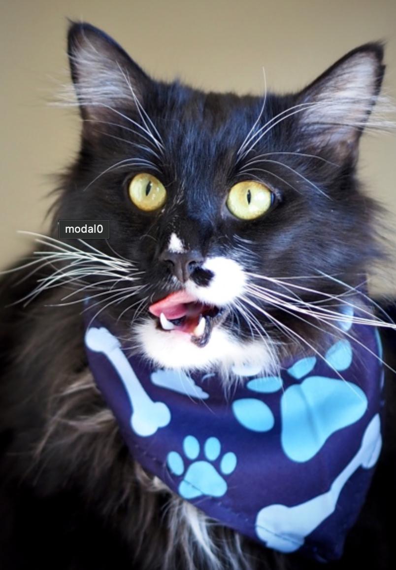 Boots, a ADOPTABLE Domestic Long Hair in Buena Vista, CO image 3/3