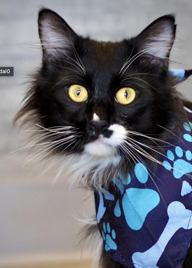 Boots, a ADOPTABLE Domestic Long Hair in Buena Vista, CO image 1/3