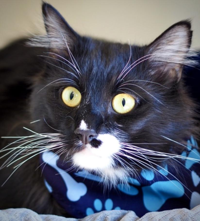 Boots, a ADOPTABLE Domestic Long Hair in Buena Vista, CO image 2/3