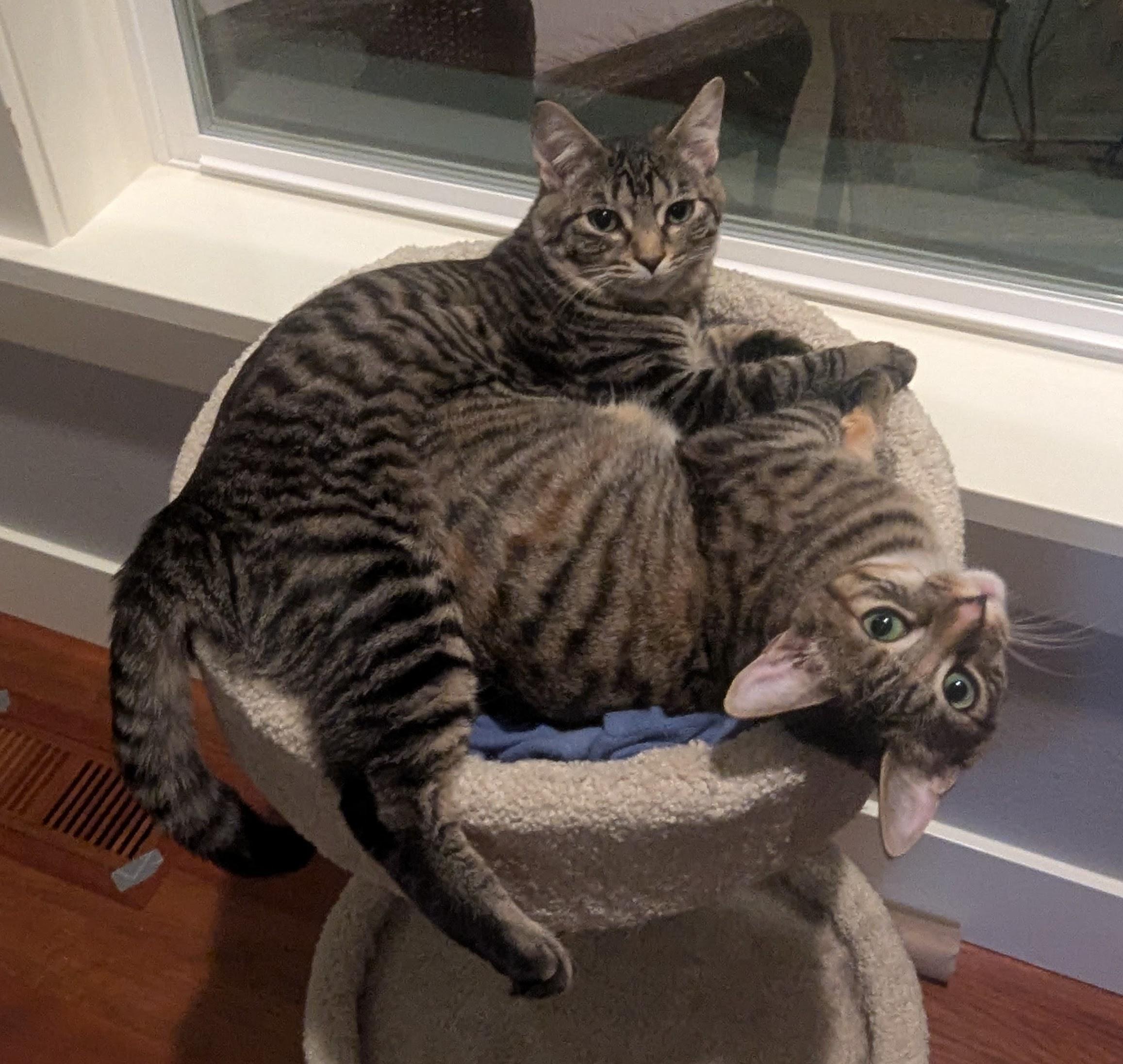 Enlarge Voodoo and Mystic- 2 lovely girls, a Adoptable Domestic Short Hair in Portland, OR image 1/6