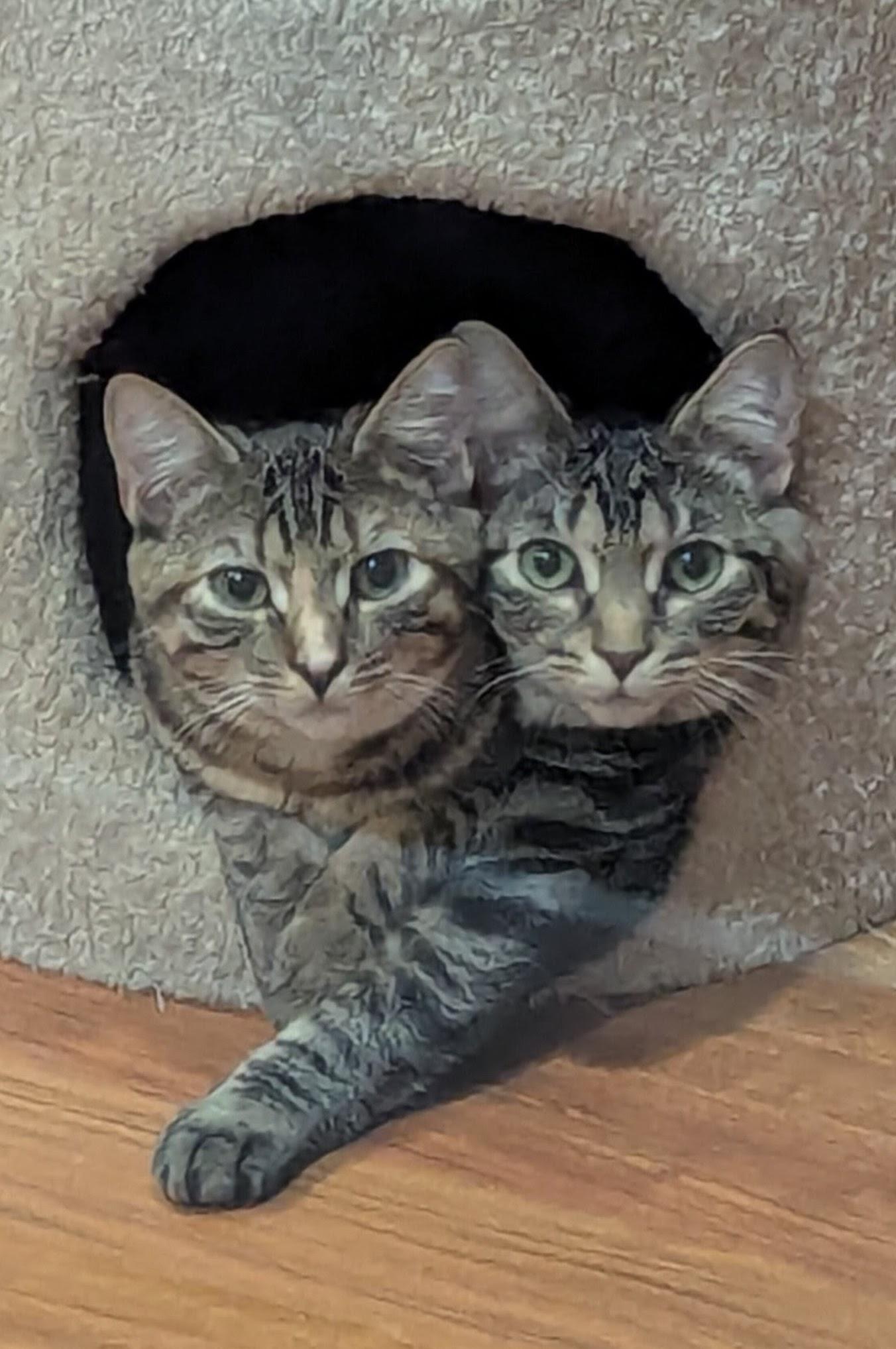 Enlarge Voodoo and Mystic- 2 lovely girls, a Adoptable Domestic Short Hair in Portland, OR image 2/6