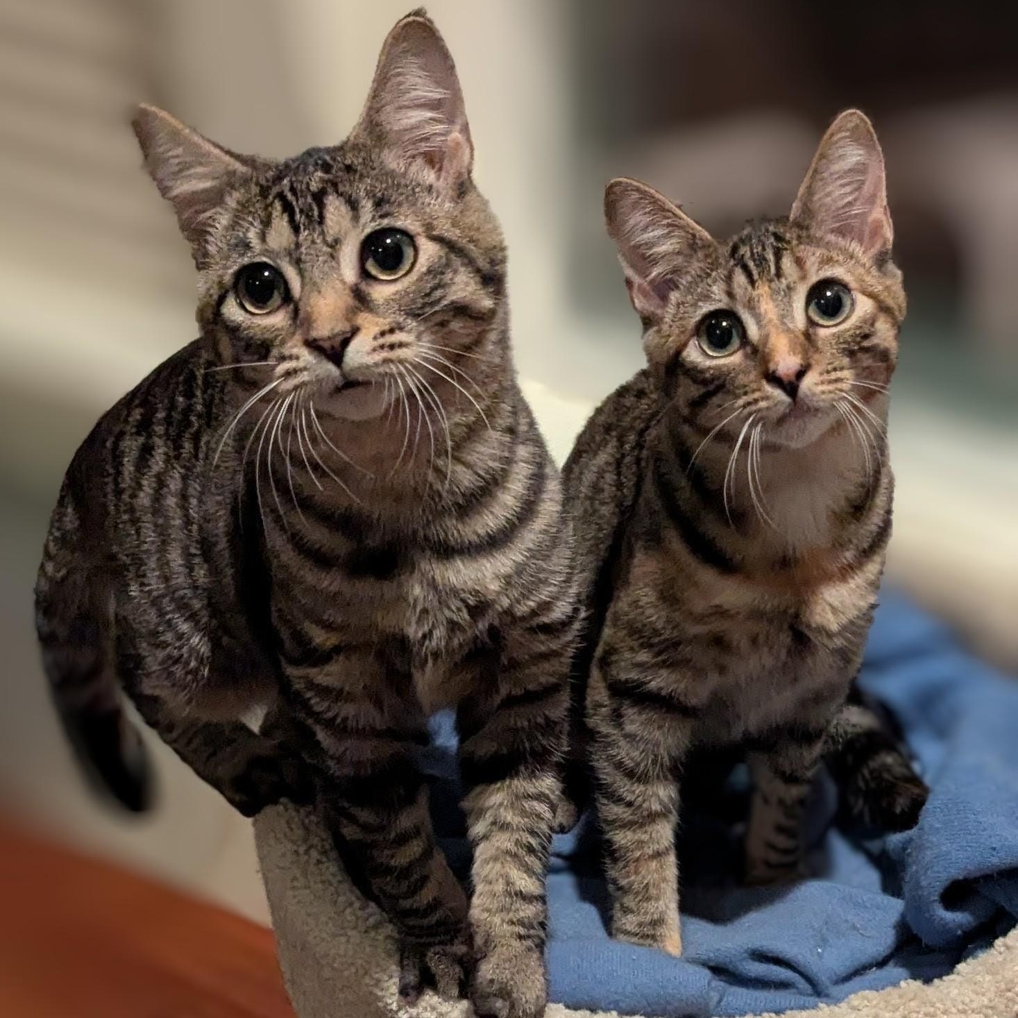 Voodoo and Mystic- 2 lovely girls, Adoptable, Kitten Female Domestic Short Hair.