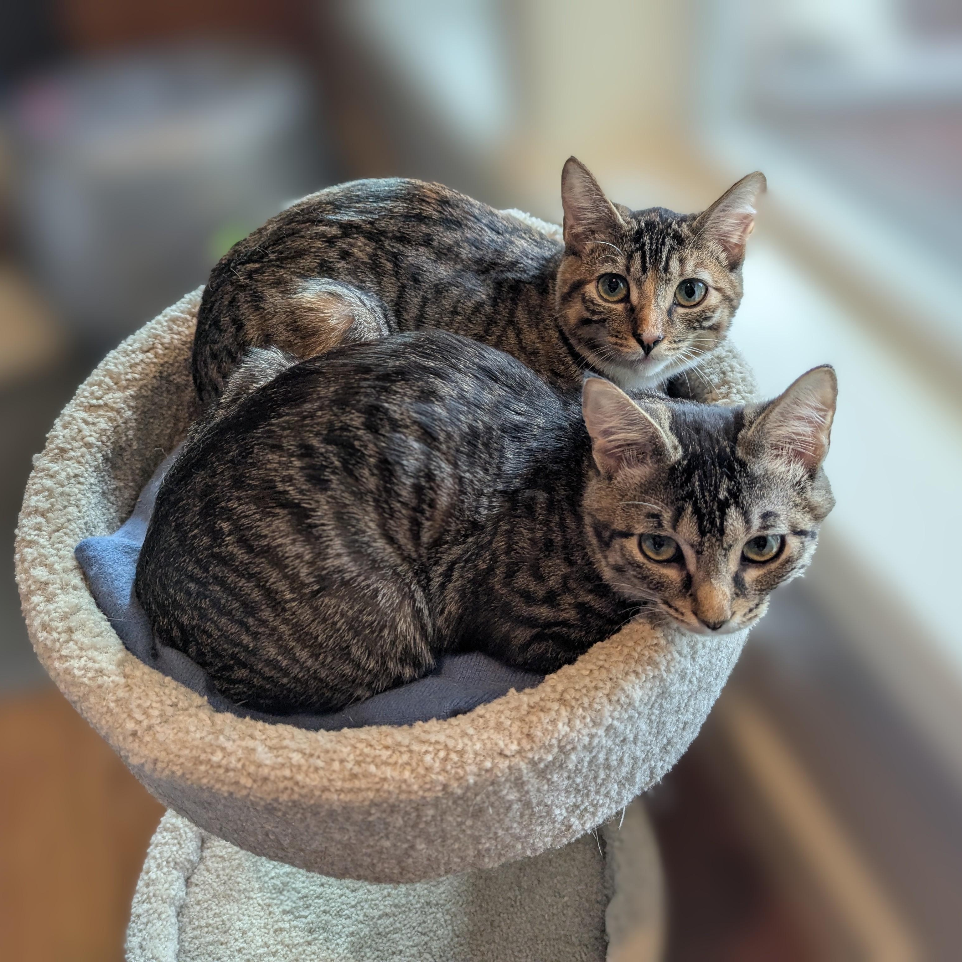 Enlarge Voodoo and Mystic- 2 lovely girls, a Adoptable Domestic Short Hair in Portland, OR image 6/6