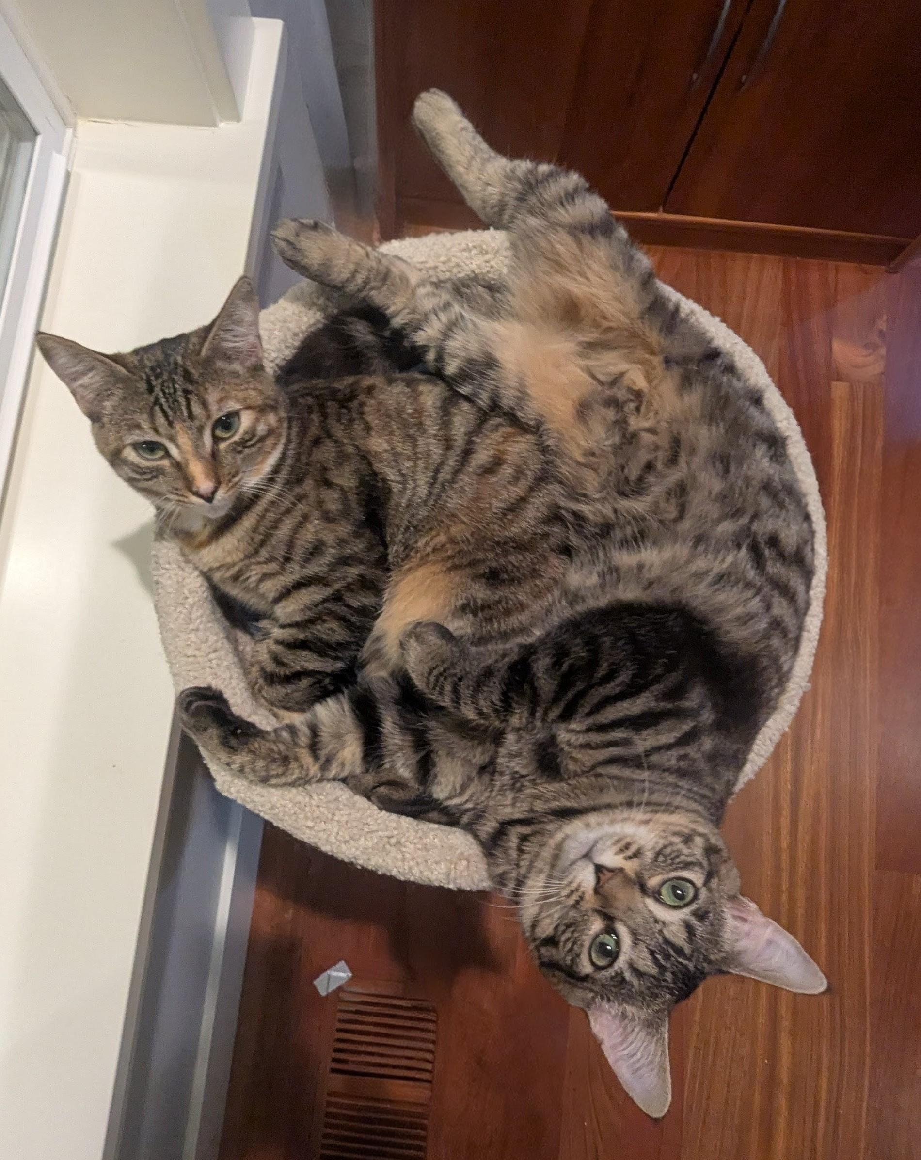 Enlarge Voodoo and Mystic- 2 lovely girls, a Adoptable Domestic Short Hair in Portland, OR image 4/6