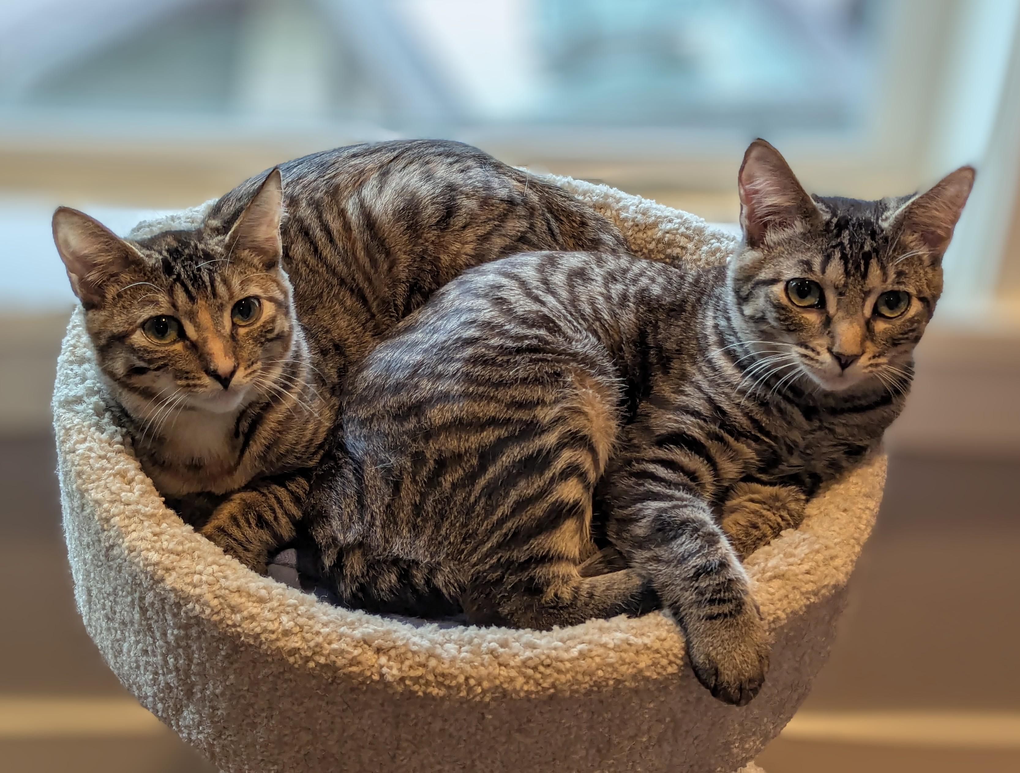Enlarge Voodoo and Mystic- 2 lovely girls, a Adoptable Domestic Short Hair in Portland, OR image 5/6
