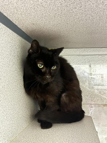 *Fern*, a Adoptable mixed breed in Salt Lake City, UT image 1/4