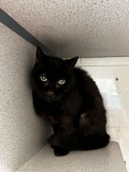 *Fern*, a Adoptable mixed breed in Salt Lake City, UT image 2/4