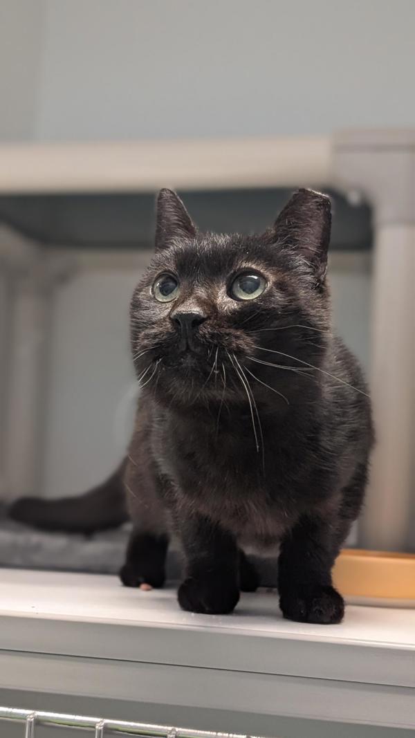 *Fern*, a Adoptable mixed breed in Salt Lake City, UT image 3/4