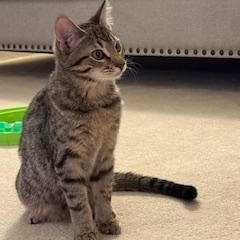 Slash, ADOPTABLE, Young Male Tabby.