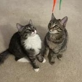 Enlarge Slash, a ADOPTABLE Tabby in Duluth, GA image 2/5