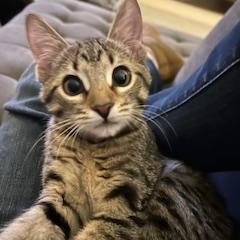 Enlarge Slash, a ADOPTABLE Tabby in Duluth, GA image 3/5