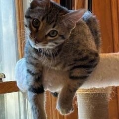 Enlarge Slash, a ADOPTABLE Tabby in Duluth, GA image 4/5