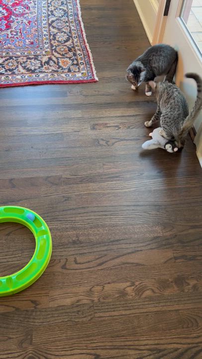 Enlarge Slash, a ADOPTABLE Tabby in Duluth, GA video 5/5