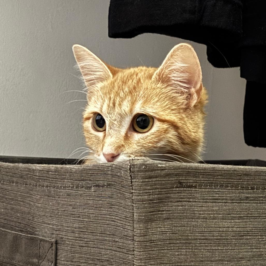 Falcon, Adoptable, Young Female Domestic Short Hair.