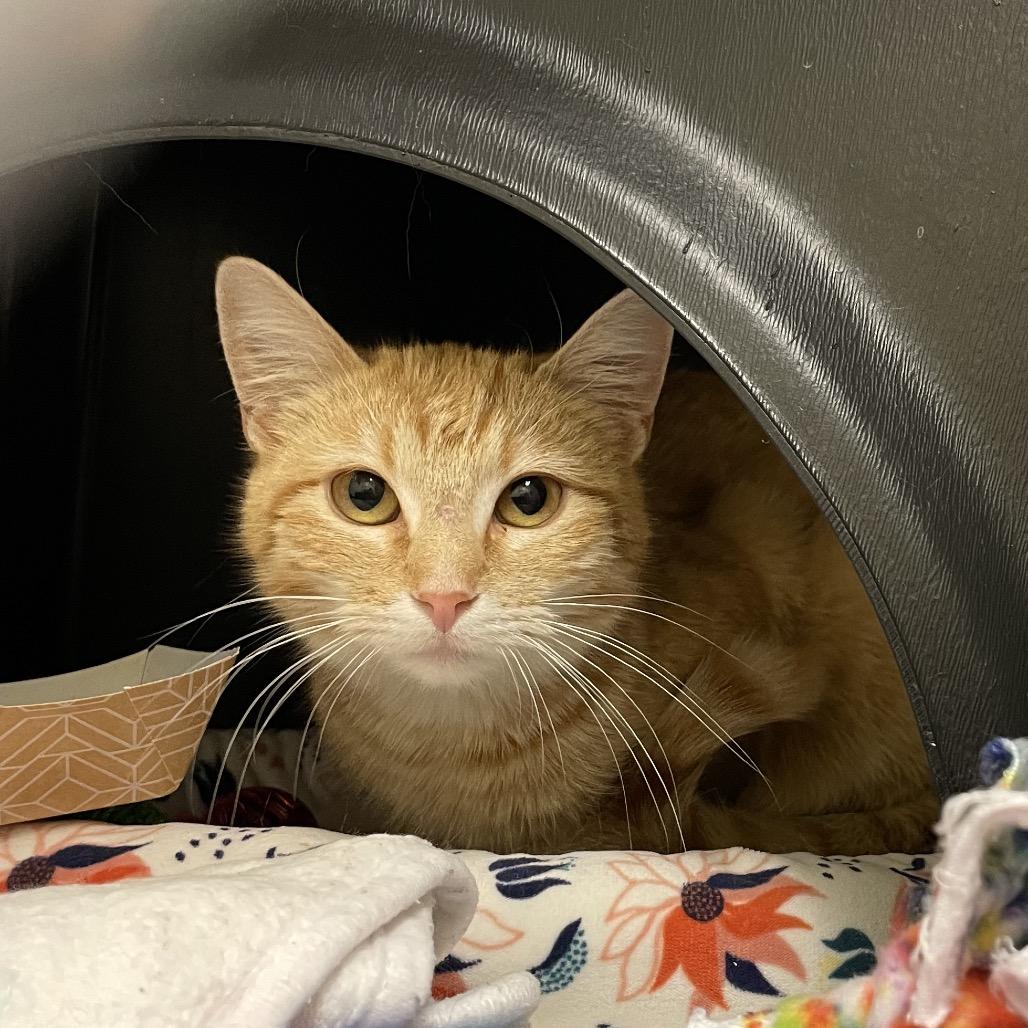 Enlarge Falcon, a Adoptable Domestic Short Hair in Nashville, TN image 1/4