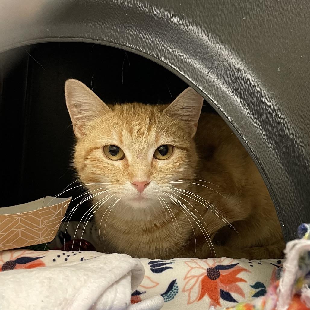 Enlarge Falcon, a Adoptable Domestic Short Hair in Nashville, TN image 3/4