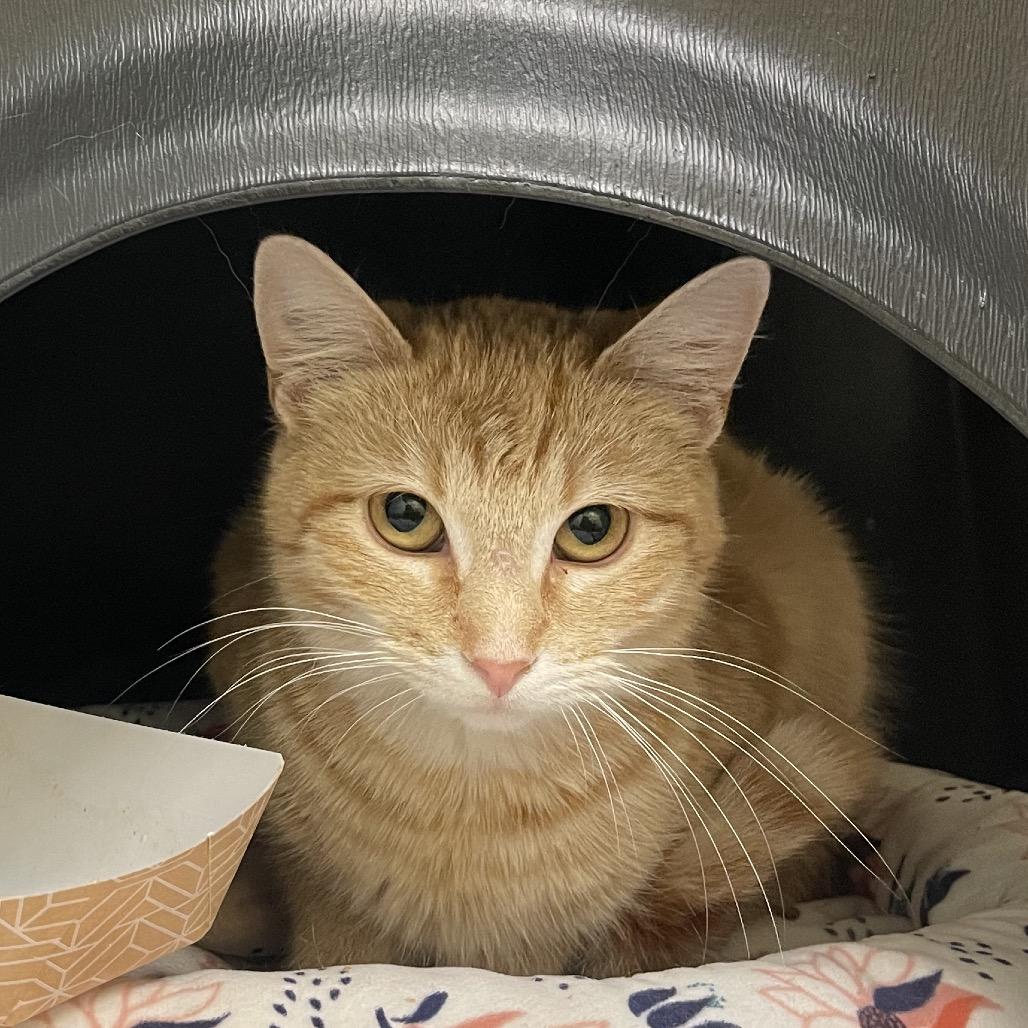 Enlarge Falcon, a Adoptable Domestic Short Hair in Nashville, TN image 4/4