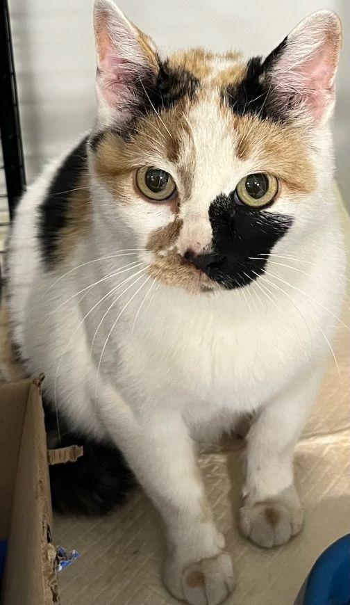 Polly, ADOPTABLE, Adult Female Domestic Short Hair.