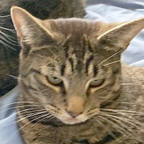 Enlarge BO, a Adoptable Domestic Short Hair in Sequim, WA image 1/6