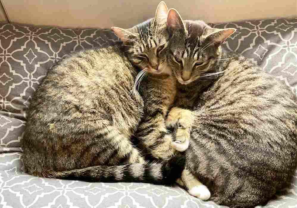 Enlarge BO, a Adoptable Domestic Short Hair in Sequim, WA image 3/6