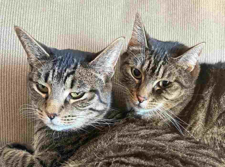 Enlarge BO, a Adoptable Domestic Short Hair in Sequim, WA image 5/6