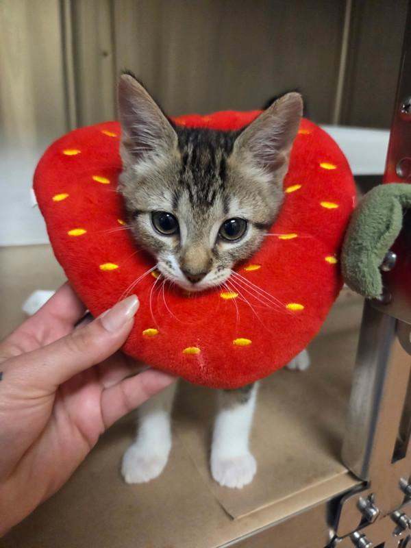 Karol, Adoptable, Kitten Female Domestic Short Hair.