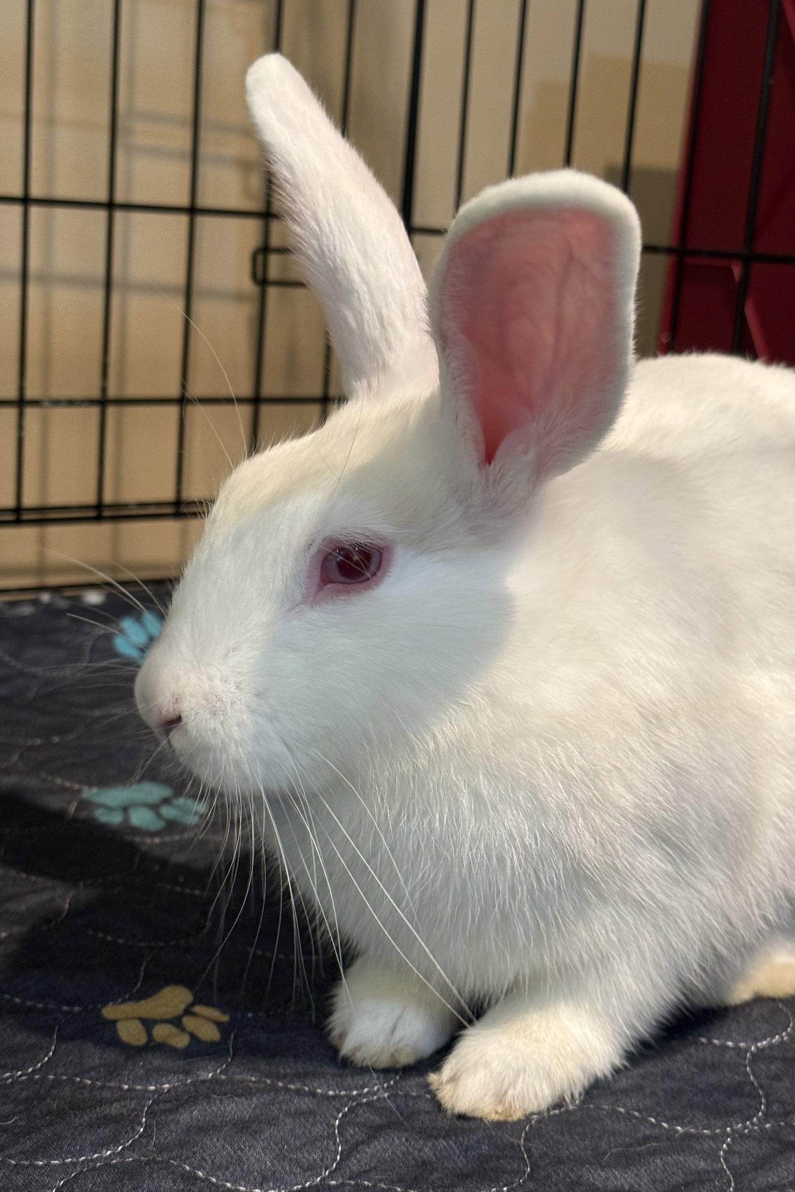 Humphrey, Adoptable, Young Male New Zealand.