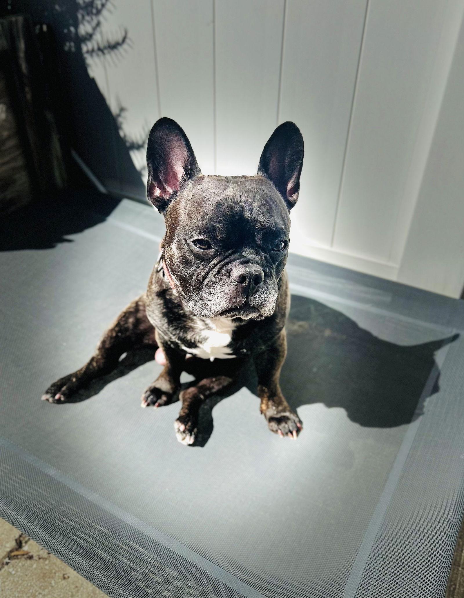Mr. Winston, Adoptable, Adult Male French Bulldog & Boston Terrier.