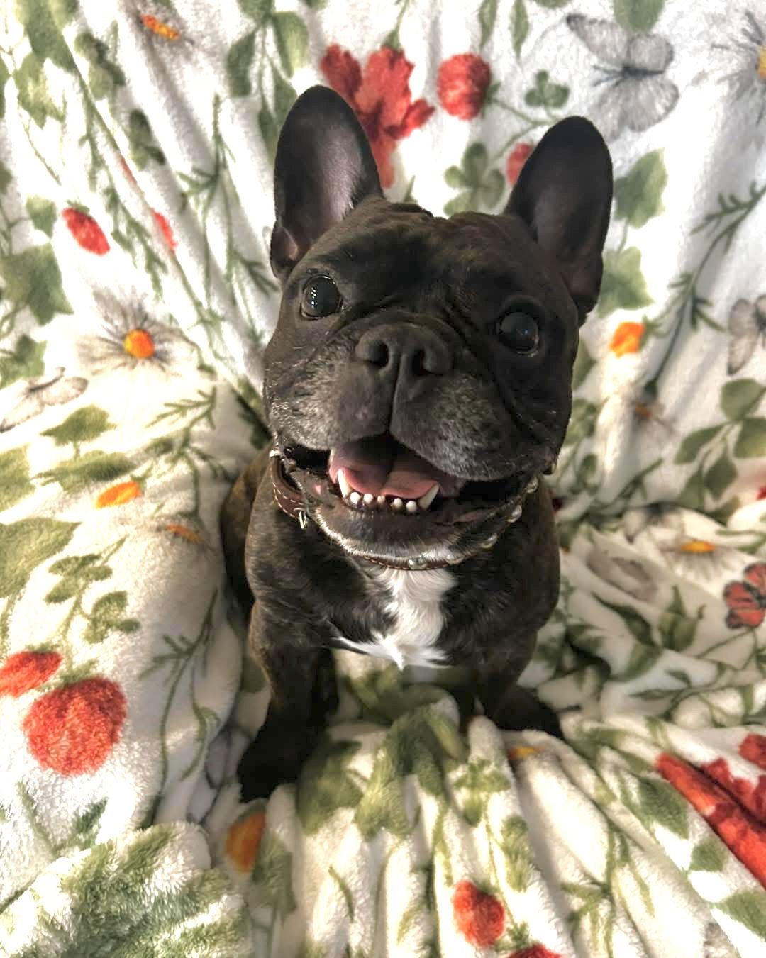 Enlarge Mr. Winston, a Adoptable mixed breed in Valrico, FL image 2/3