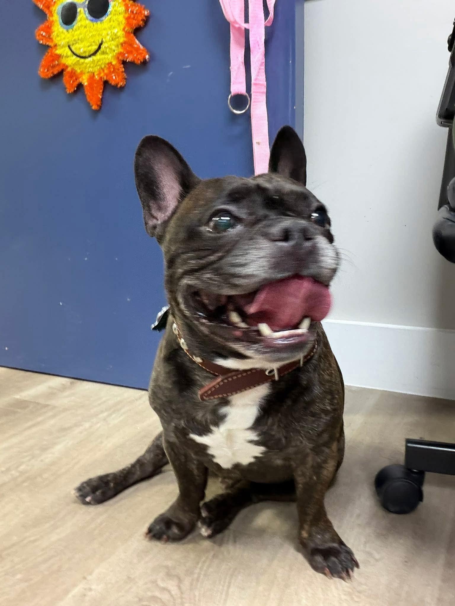 Enlarge Mr. Winston, a Adoptable mixed breed in Valrico, FL image 3/3