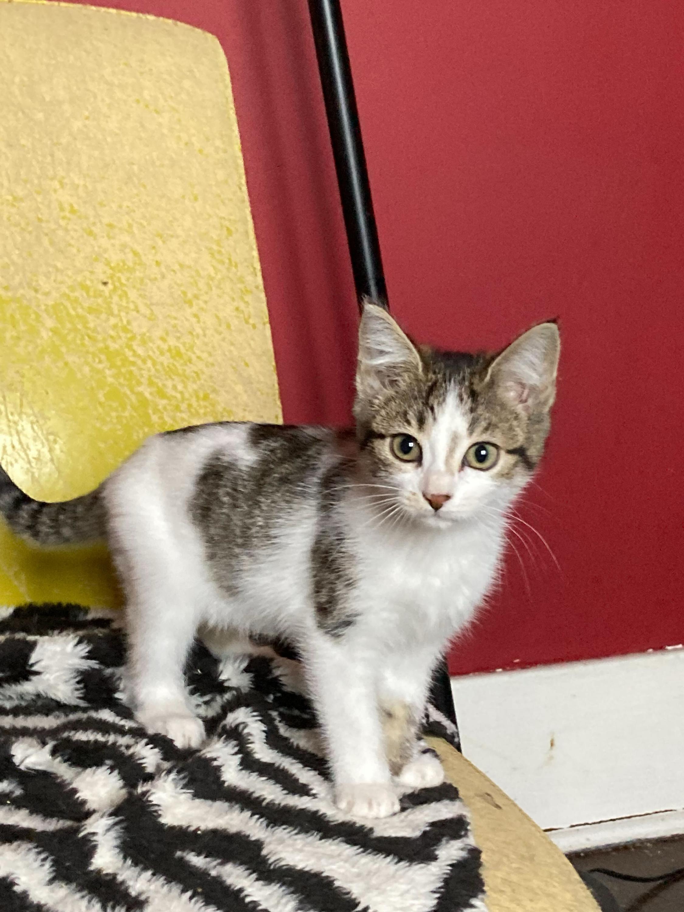 Professor Plum and Mrs Peacock, Adoptable, Kitten Female Domestic Short Hair.