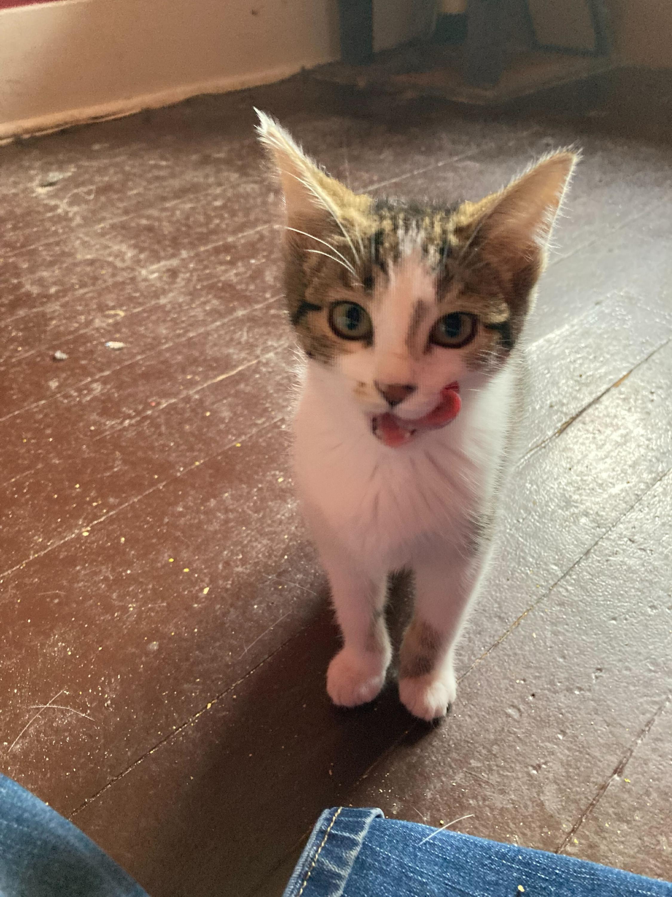 Professor Plum and Mrs Peacock, a Adoptable Domestic Short Hair in Seattle, WA image 2/6