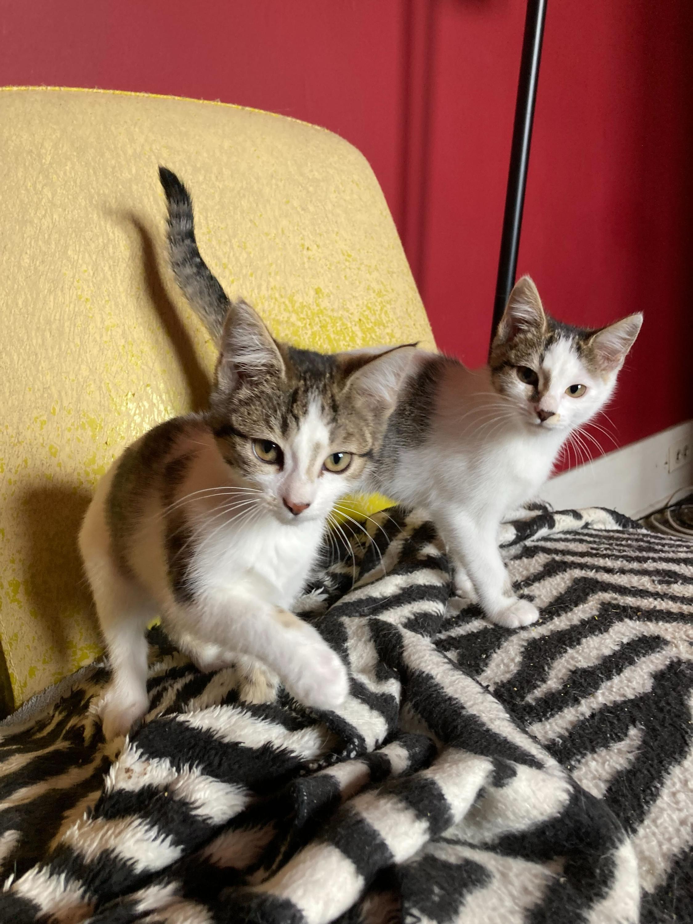 Professor Plum and Mrs Peacock, a Adoptable Domestic Short Hair in Seattle, WA image 3/6