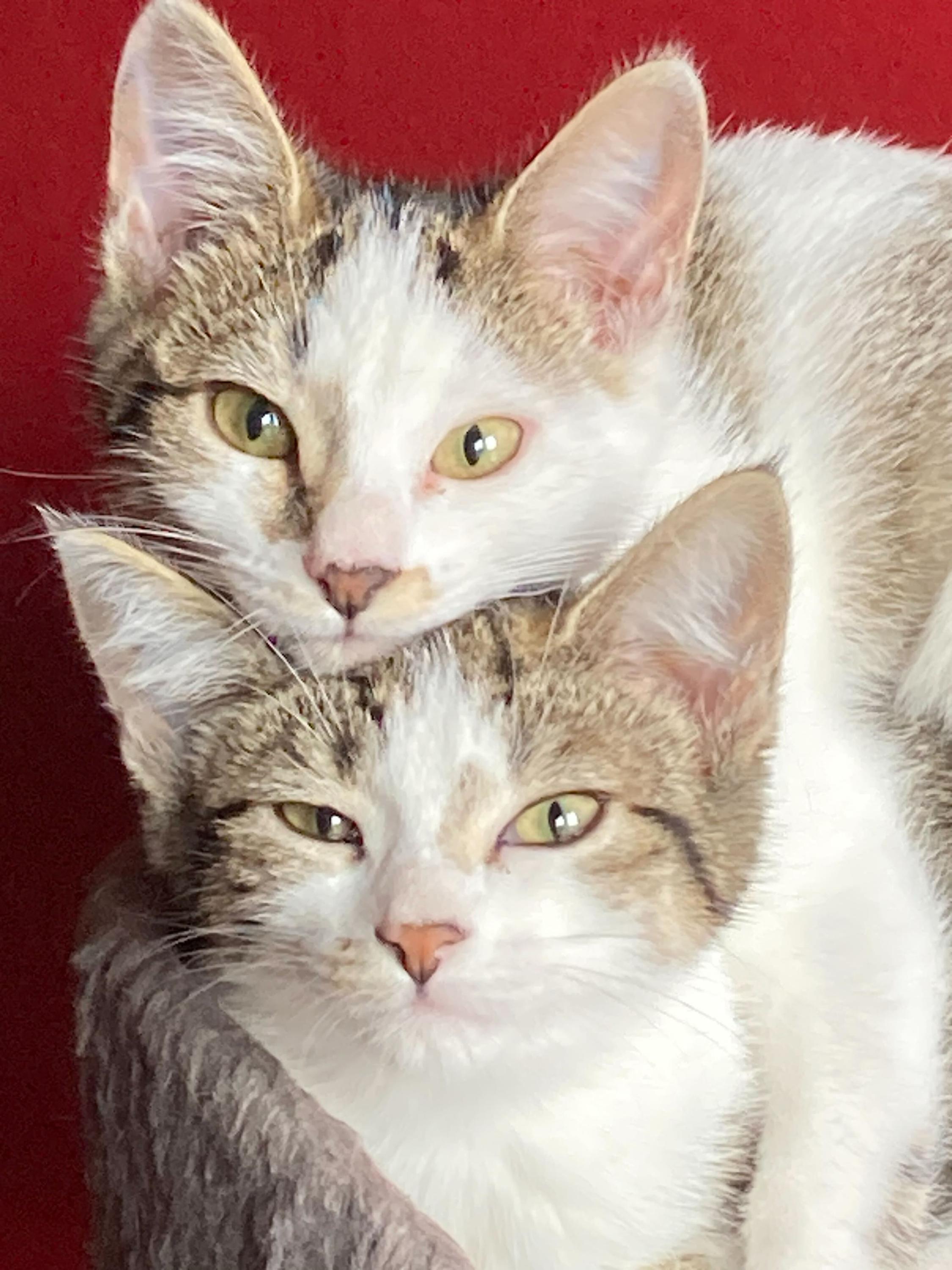 Professor Plum and Mrs Peacock, a Adoptable Domestic Short Hair in Seattle, WA image 4/6