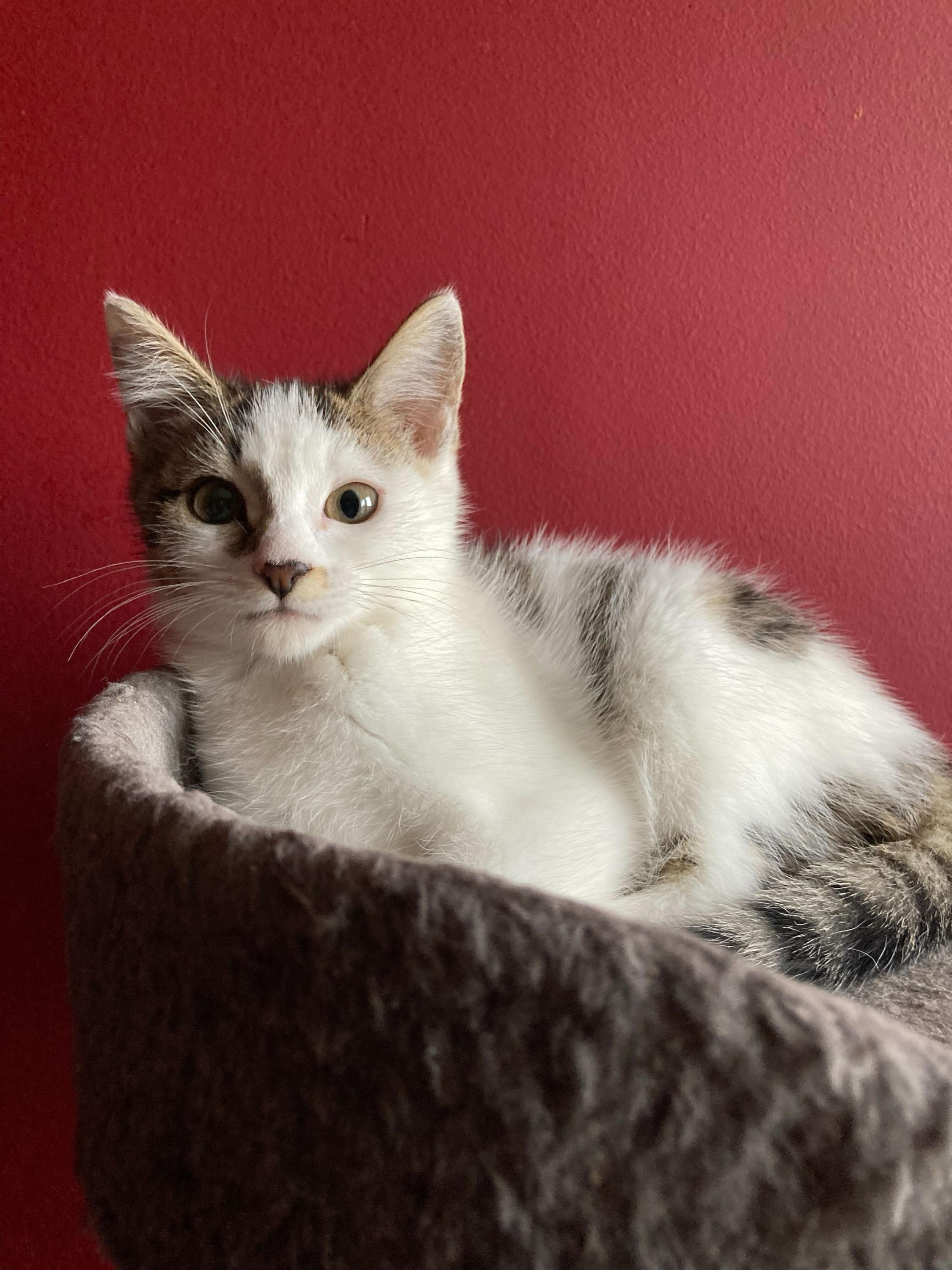 Professor Plum and Mrs Peacock, a Adoptable Domestic Short Hair in Seattle, WA image 5/6