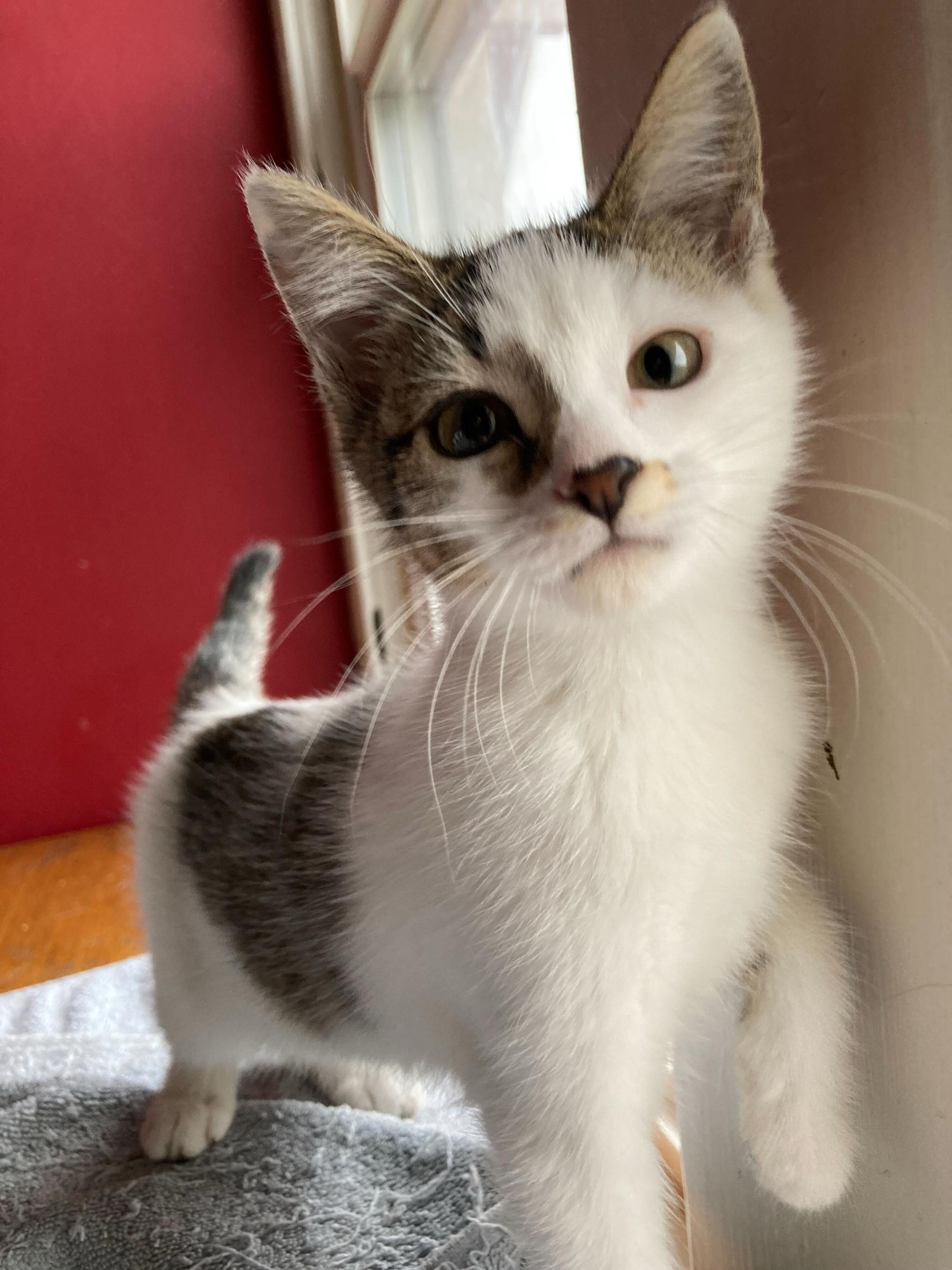 Professor Plum and Mrs Peacock, a Adoptable Domestic Short Hair in Seattle, WA image 6/6