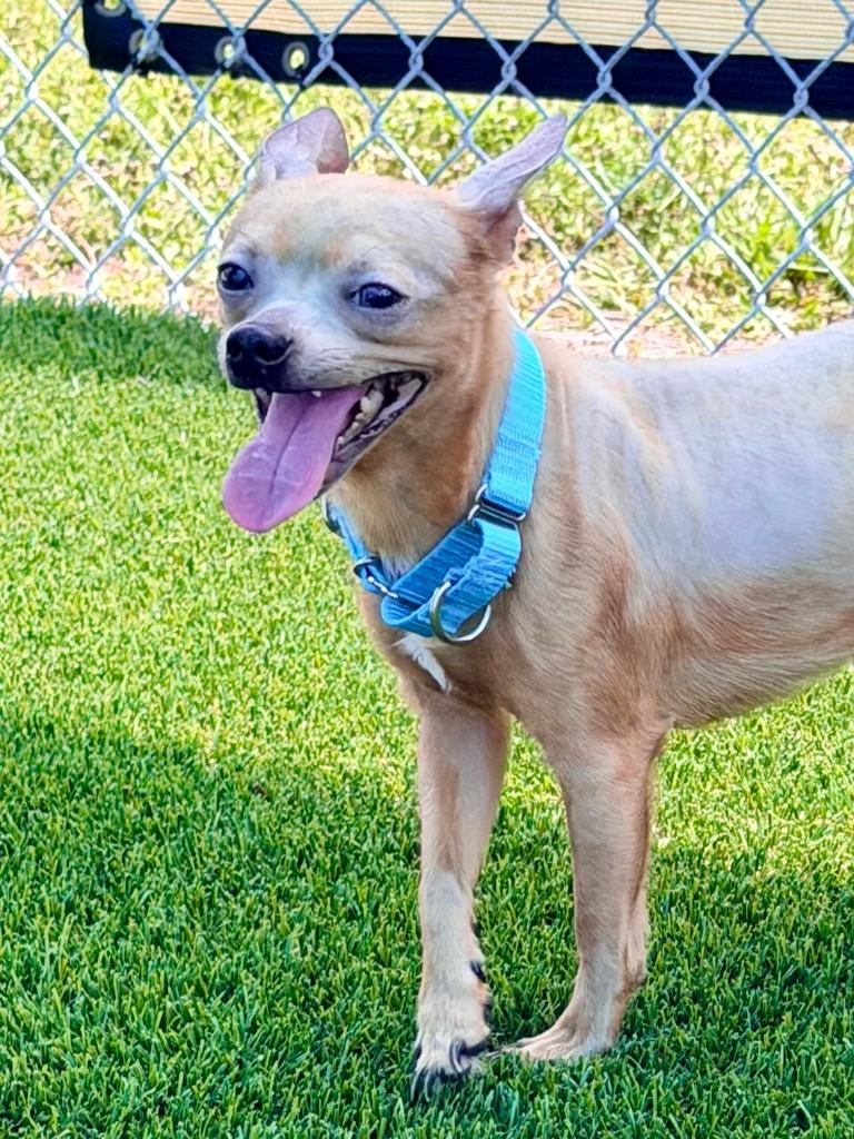 Niven, Adoptable, Adult Male Chihuahua & Mixed Breed.