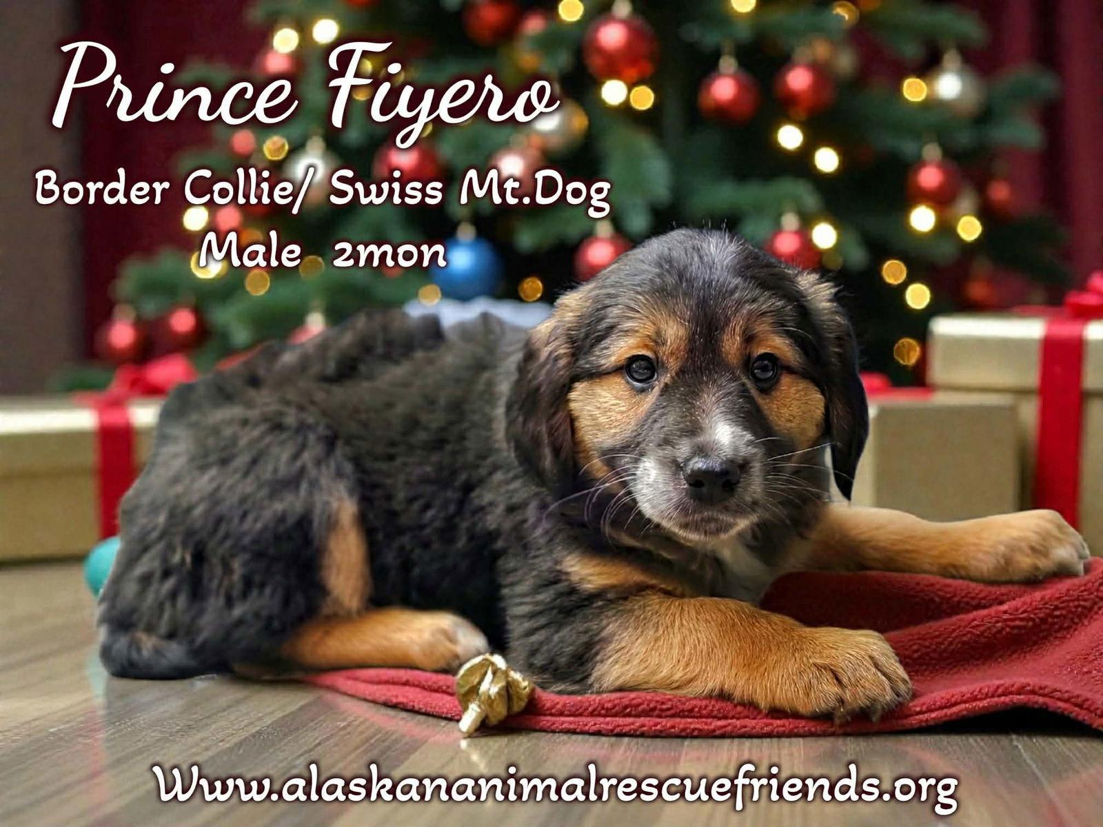 Enlarge Wicked Litter - Prince, a Adopted mixed breed in Anchorage, AK image 1/1